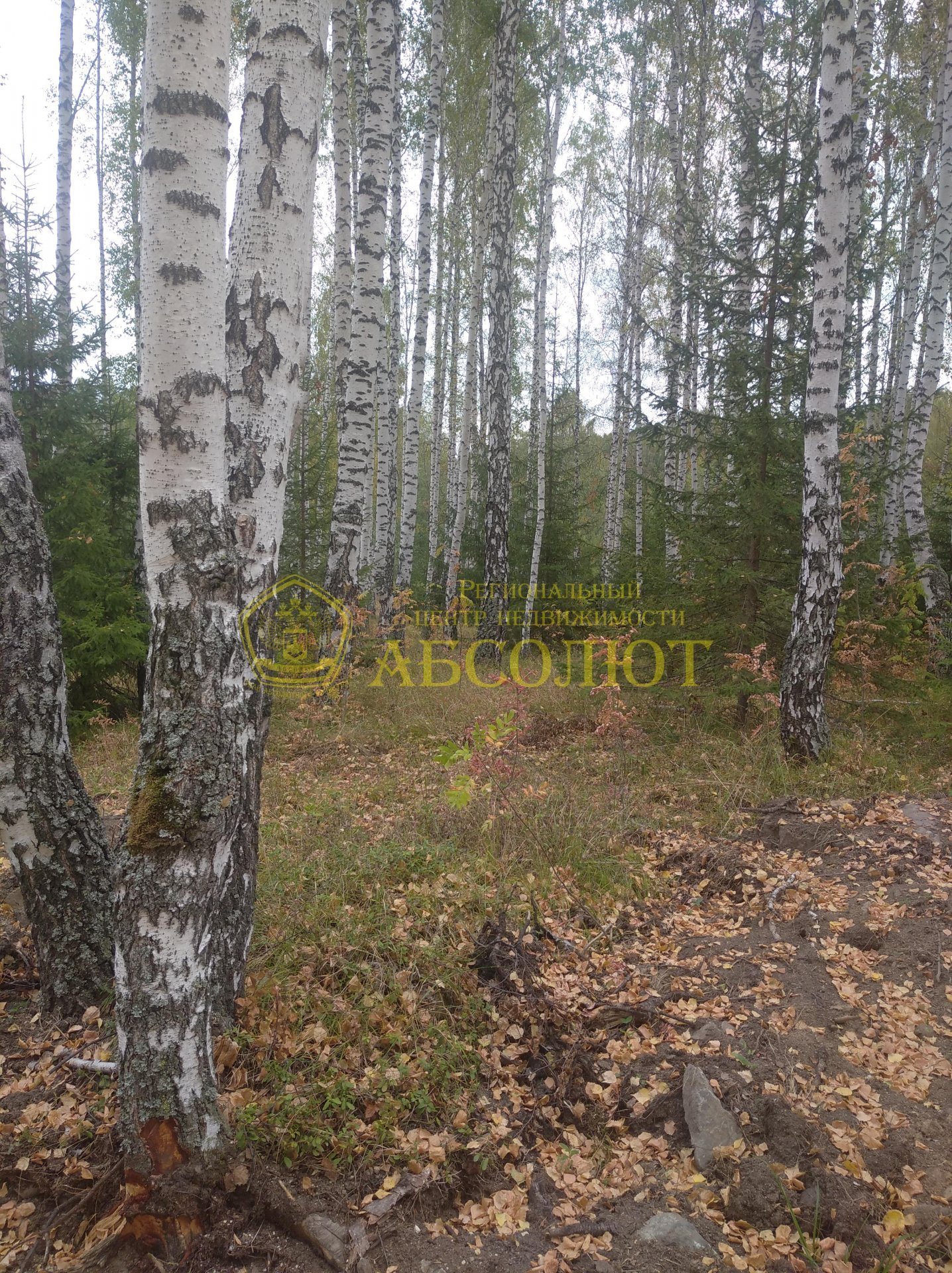 Земельный участок — фото 3